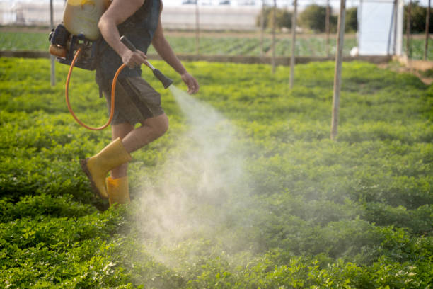 Best Insect Control  in Jeanerette, LA