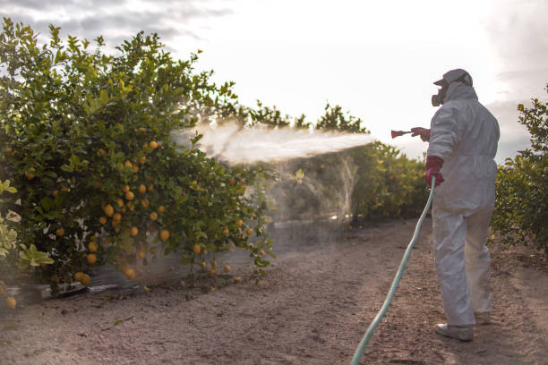 Best Pest Control Near Me in Jeanerette, LA