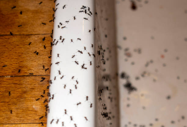 Best Spider Control Near Me  in Jeanerette, LA